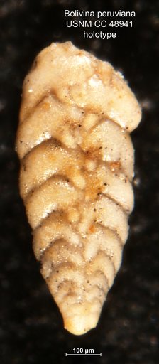 Bolivina peruviana Cushman & Stone, 1947