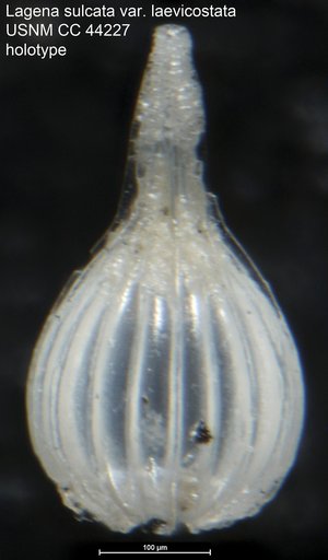 Lagena sulcata var. laevicostata Cushman & Gray, 1946
