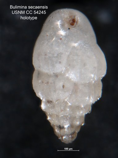 Bulimina secaensis Cushman & Stainforth, 1947