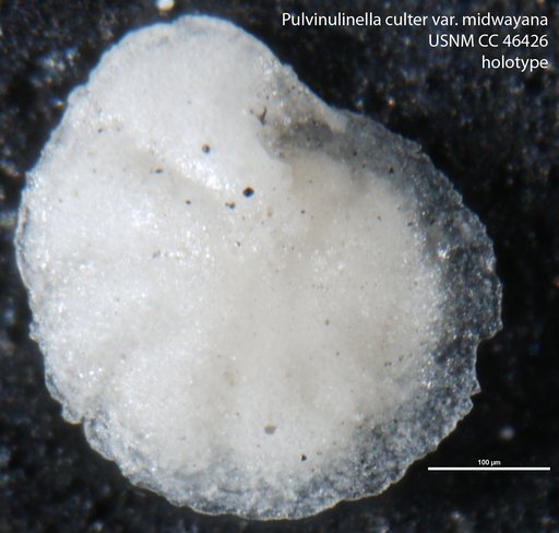 Pulvinulinella culter var. midwayana Cushman & Todd, 1946