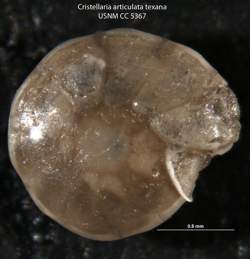 Cristellaria articulata var. texana Cushman & Applin, 1926