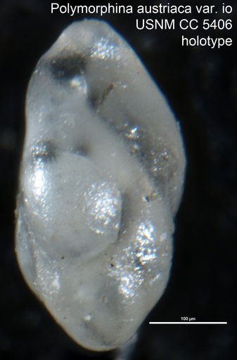 Polymorphina austriaca var. io Cushman & Applin, 1926
