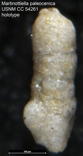 Martinottiella paleocenica Cushman, 1947