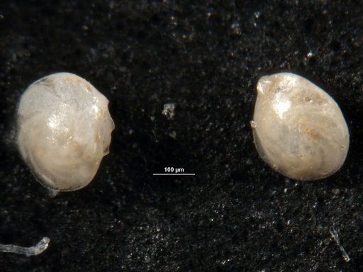 Robulus insulsus Cushman, 1947