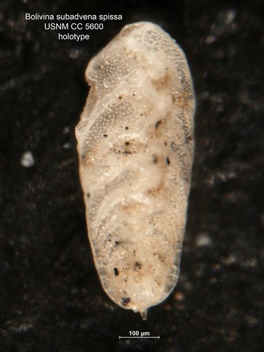 Bolivina subadvena var. spissa Cushman, 1926