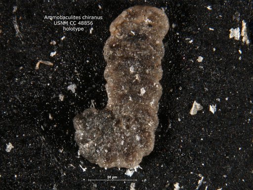 Ammobaculites chiranus Cushman & Stone, 1947