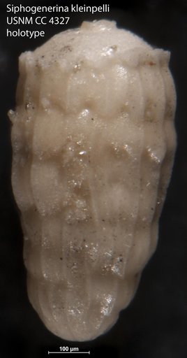 Siphogenerina kleinpelli Cushman, 1925