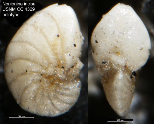 Nonionina incisa Cushman, 1926