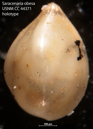 Saracenaria obesa Cushman & Todd, 1945