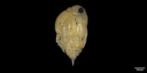 Bulimina alazanensis var. spatiosa Cushman & Todd, 1945
