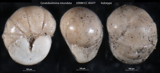 Ceratobulimina rotundata Cushman & Cederstrom, 1949