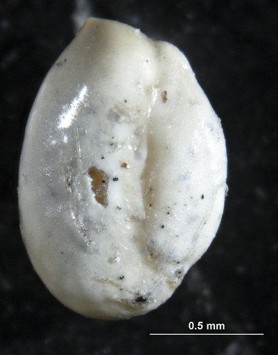 Triloculina brevidentata Cushman, 1944