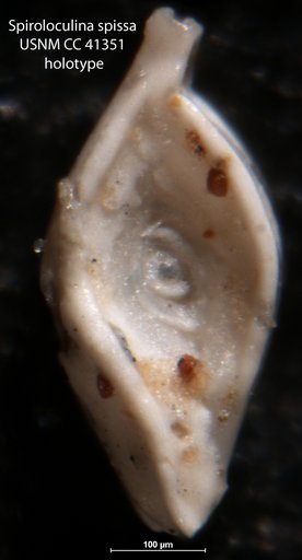 Spiroloculina spissa Cushman & Todd, 1944