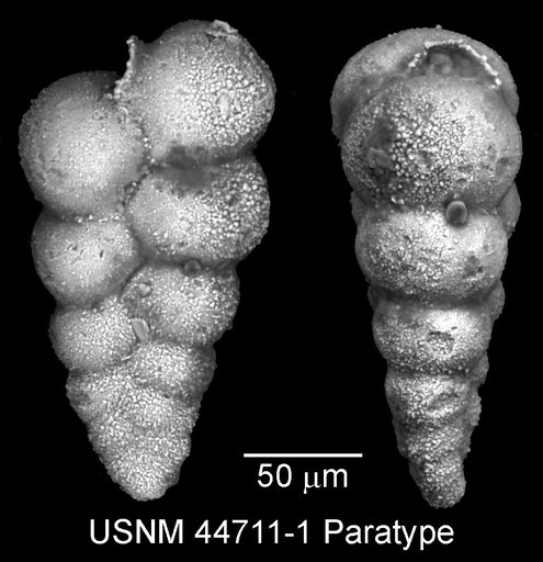Guembelina washitensis Tappan Loeblich, 1940