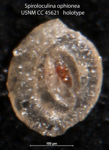 Spiroloculina ophionea Loeblich & Tappan, 1946