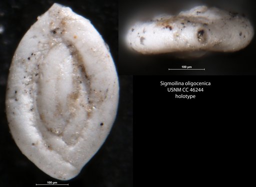 Sigmoilina oligocenica Cushman, 1946