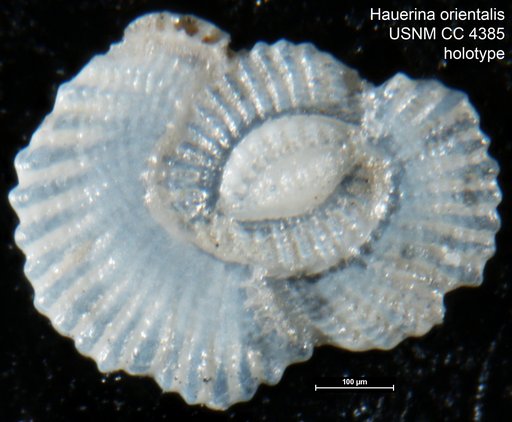 Hauerina orientalis Cushman, 1946