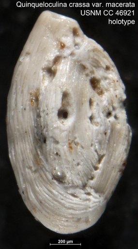 Quinqueloculina crassa var. macerata Cushman & Todd, 1946