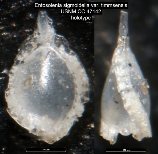 Entosolenia sigmoidella Cushman & Gray, 1946