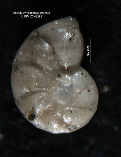 Robulus wilcoxensis var. dissenta Cushman & Todd, 1946