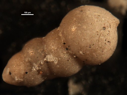 Nodosarella kugleri Cushman & Renz, 1946