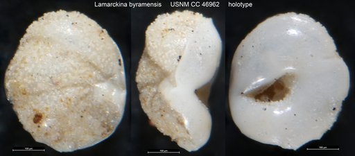 Lamarckina byramensis Cushman & Todd, 1946