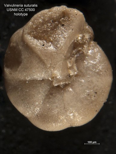 Valvulineria sulturalis Cushman & Stone, 1949