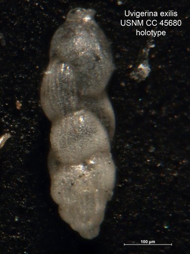Uvigerina exilis Cushman, 1948