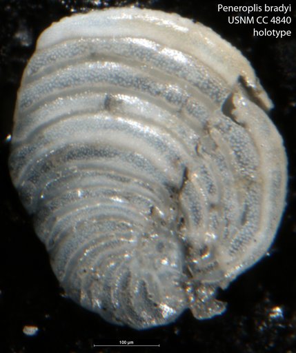Peneroplis bradyi Cushman, 1930
