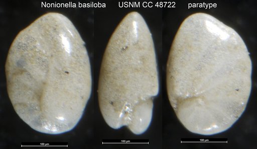 Nonionella basiloba Cushman & McCulloch, 1940