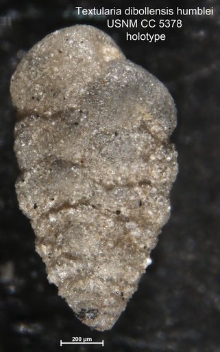 Textularia dibollensis var. humblei Cushman & Applin, 1926