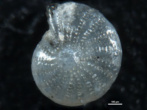 Elphidium discoidale var. multiloculum Cushman & Ellisor, 1945