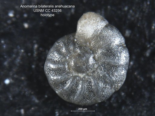 Anomalina bilateralis var. anahuacana Cushman & Ellisor, 1945