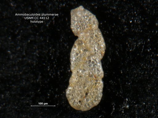 Ammobaculoides plummerae Loeblich, 1946