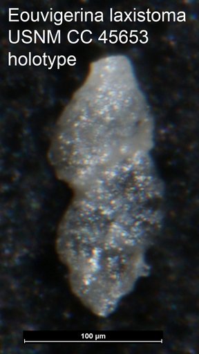 Eouvigerina laxistoma Loeblich & Tappan, 1946