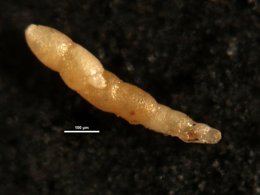 Nodosarella cuneata Loeblich & Tappan Loeblich, 1946