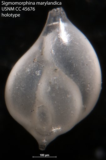 Sigmomorphina marylandica Cushman, 1948
