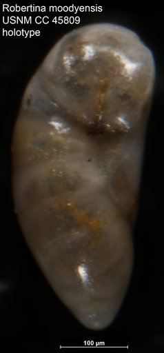 Robertina moodysensis Cushman & Todd, 1945