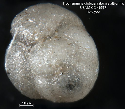 Trochammina globigeriniformis var. altiformis Cushman & Renz, 1946