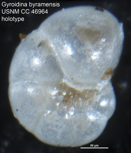 Gyroidina byramensis Cushman & Todd, 1946