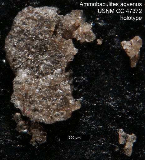 Ammobaculites advenus Cushman & Applin, 1947
