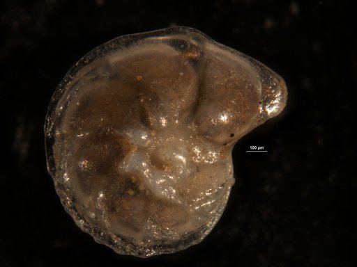 Robulus jamaicensis Cushman & Todd, 1945