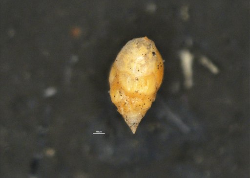 Bulimina alazanensis var. spatiosa Cushman & Todd, 1945