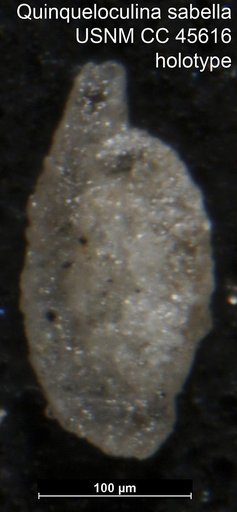 Quinqueloculina sabella Loeblich & Tappan, 1946