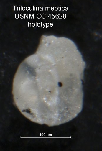 Triloculina meotica Loeblich & Tappan, 1946