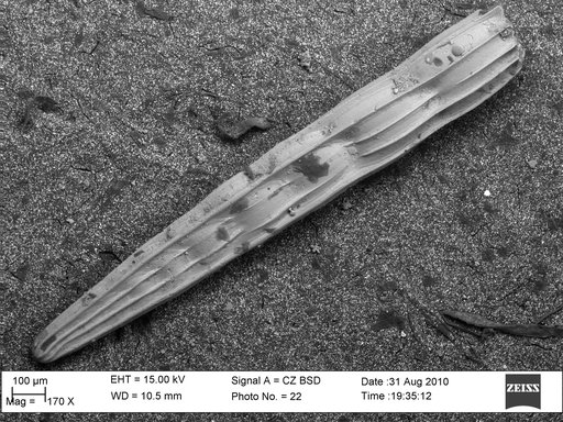 Amphimorphina miocenica Cushman, 1948