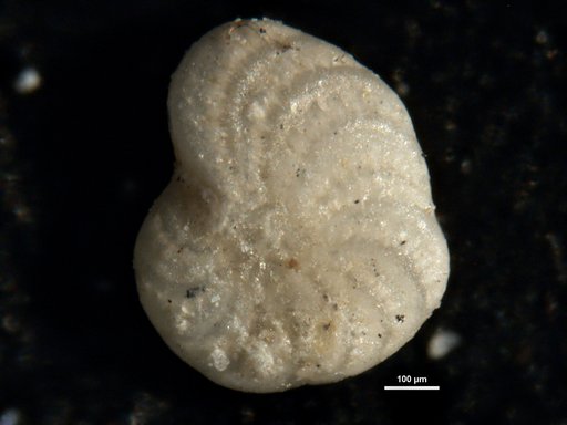 Elphidium alaskense Cushman & Todd, 1947