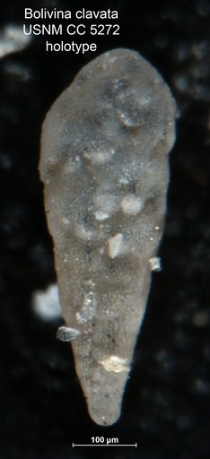 Bolivina clavata Cushman, 1927
