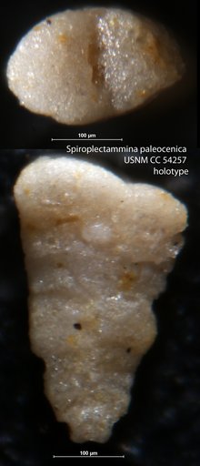 Spiroplectammina paleocenica Cushman, 1947