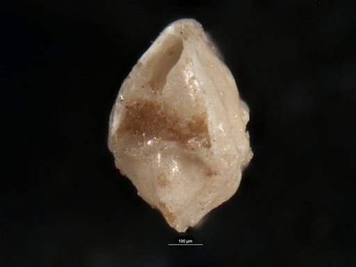 Robulus piluliferus Cushman, 1947
